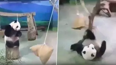 रस्सी पर लटके बोरे को लपकने की कोशिश करता दिखा पांडा, देखें Video