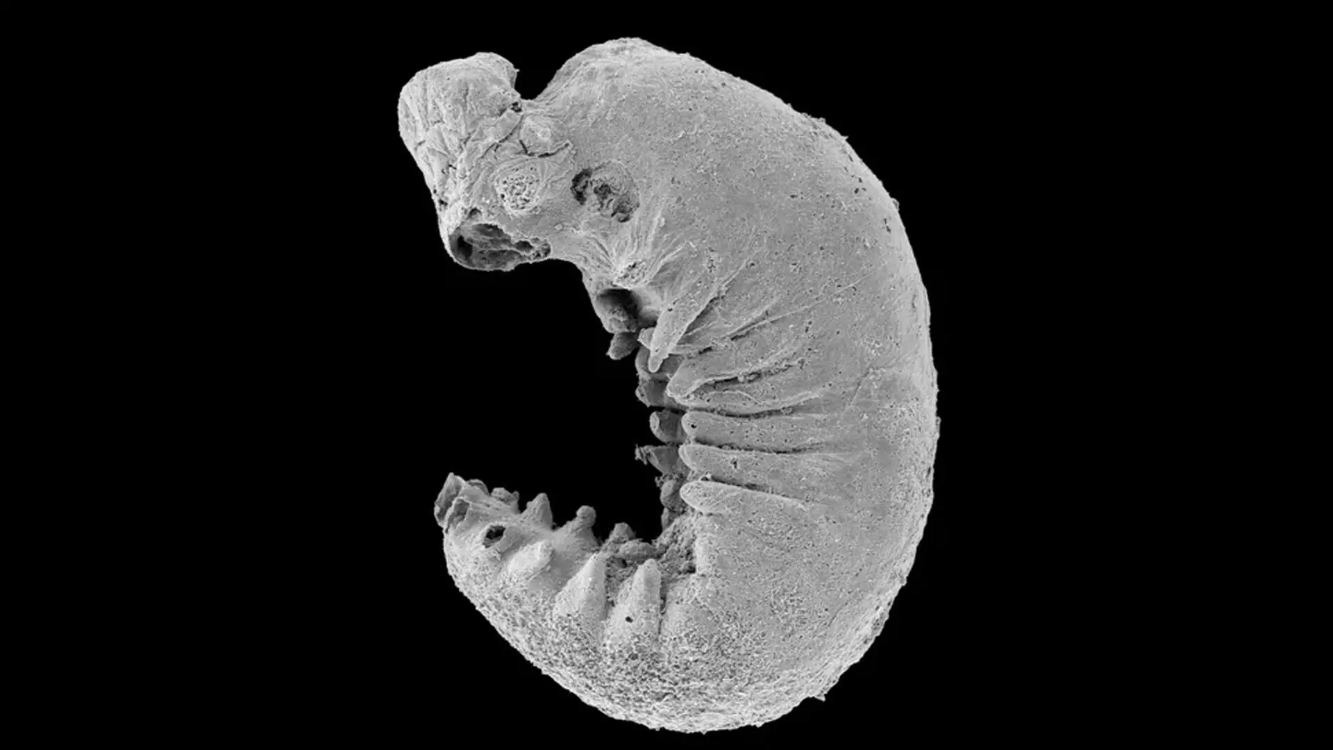 500 मिलियन वर्ष पुराना Larva जीवाश्म मिला, जिसमें मस्तिष्क भी सुरक्षित