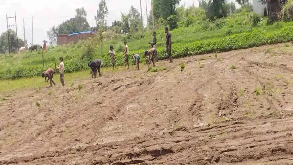 Satna: स्कूल के बच्चों को रुपये का लालच देकर शिक्षक ने खेत में करवा रहा था मजदूरी