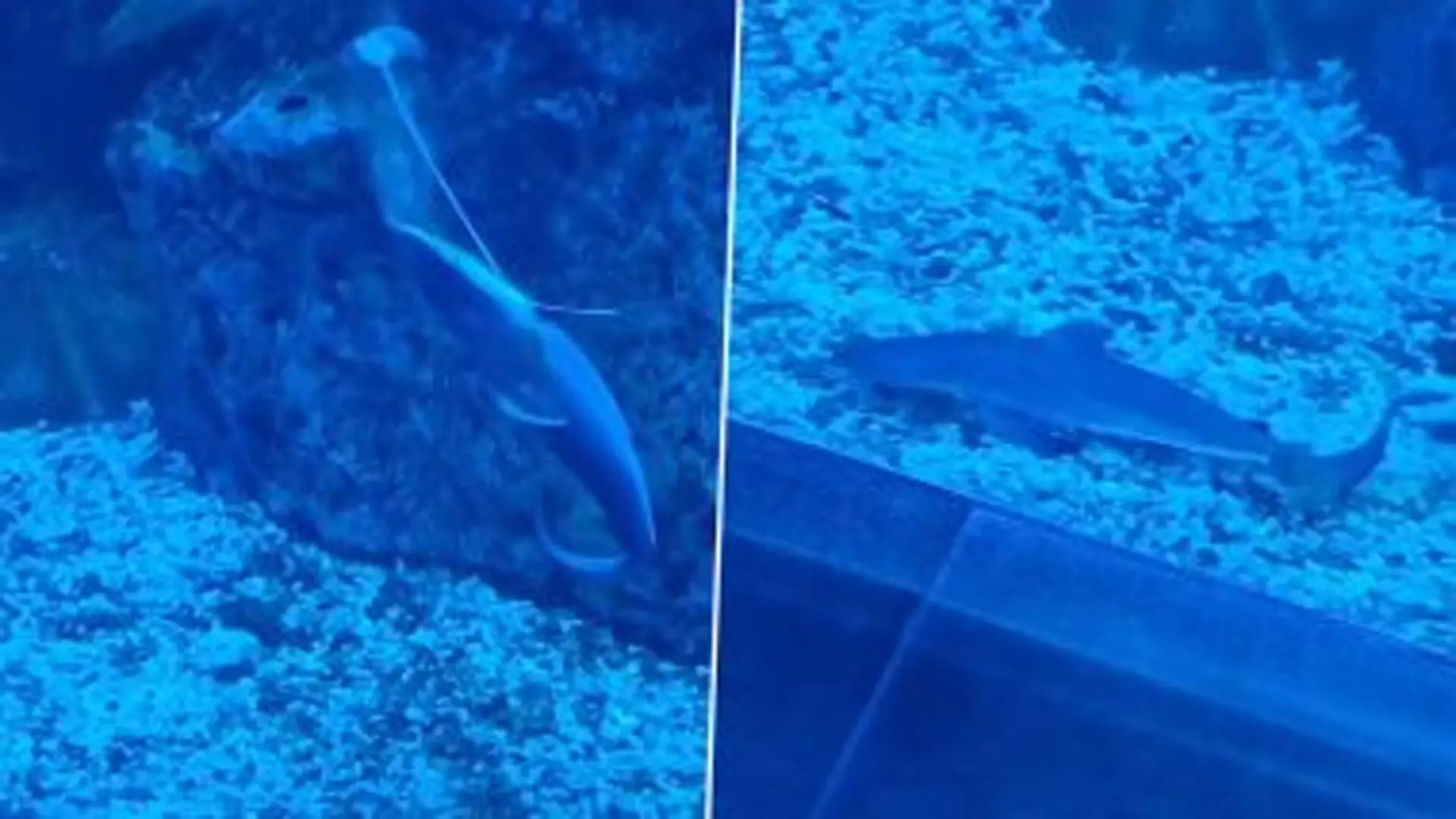 Aquarium में शार्क ने दिया बच्चे को जन्म, देखे अद्भुत नजारे का Video
