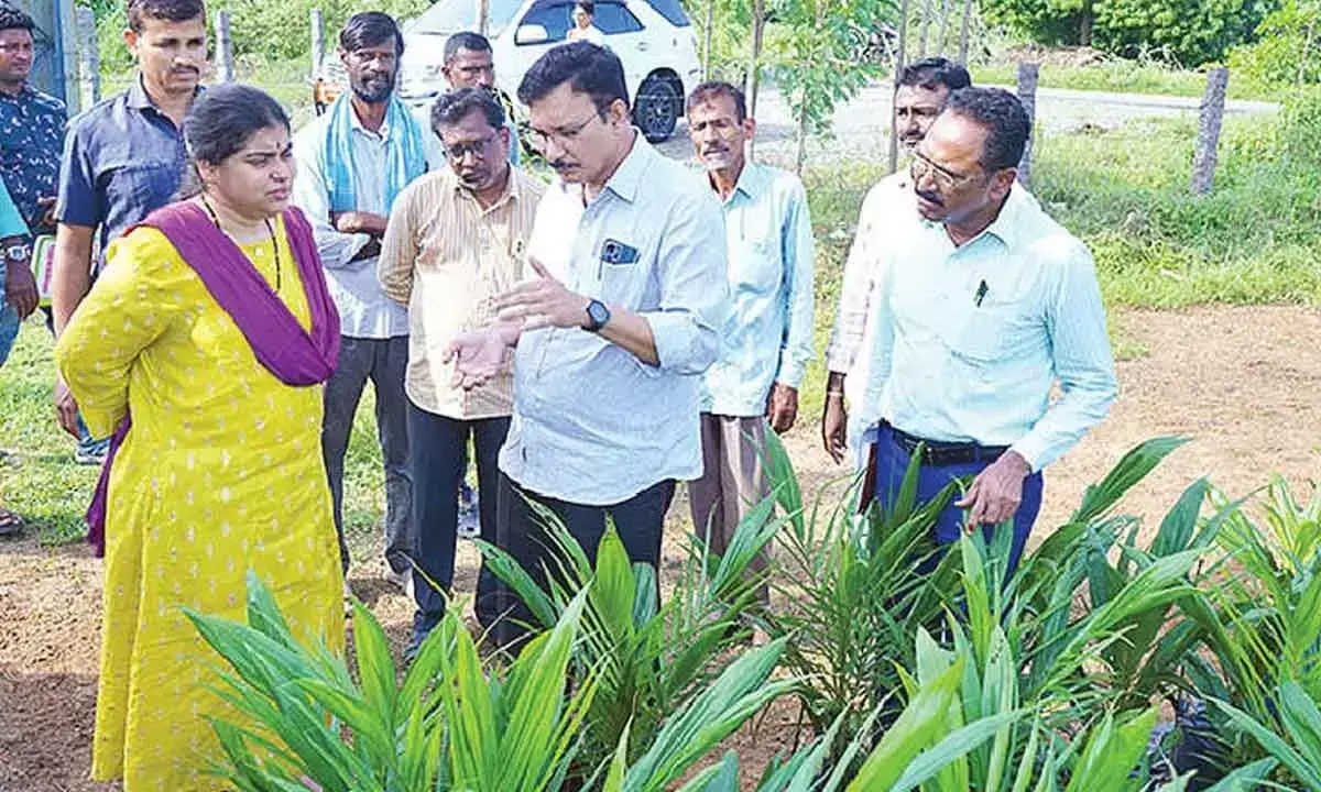 Farmers से पाम ऑयल की खेती पर ध्यान केंद्रित करने का आग्रह