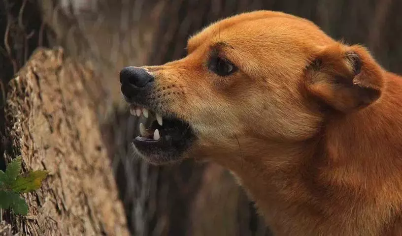 Telangana: कुत्तों के हमले में बुजुर्ग महिला की मौत, कुत्तों ने खाए शव के अंग