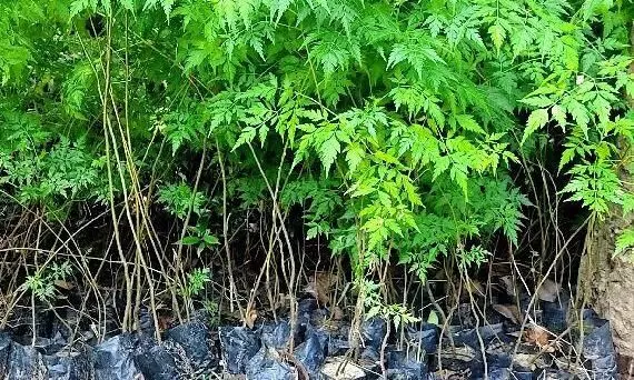 Malabar Neem के पेड़ की छोटी शुरुआत से 5 वर्षों में कमाए भारी मुनाफा