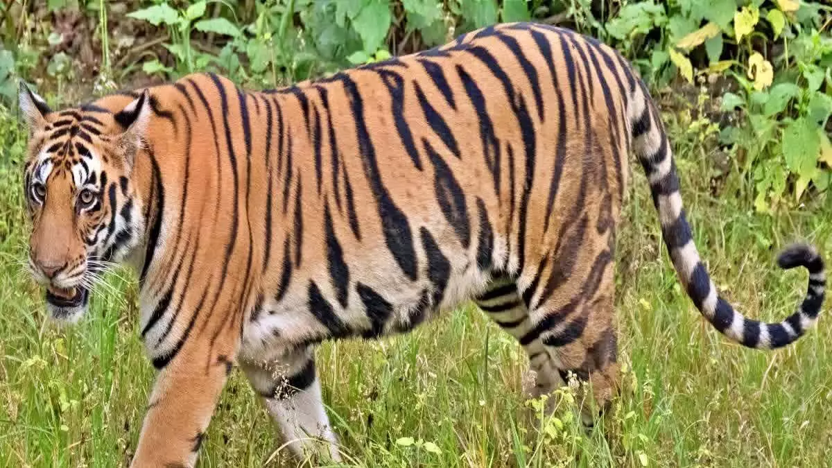 UP: बर्तन मांज रही महिला पर बाघ ने किया अचानक हमला, हुई मौत