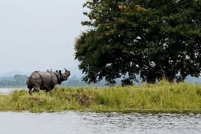 Assam : काजीरंगा और उसके आसपास प्रस्तावित लक्जरी होटल वन्यजीव संरक्षण और आजीविका के लिए खतरा