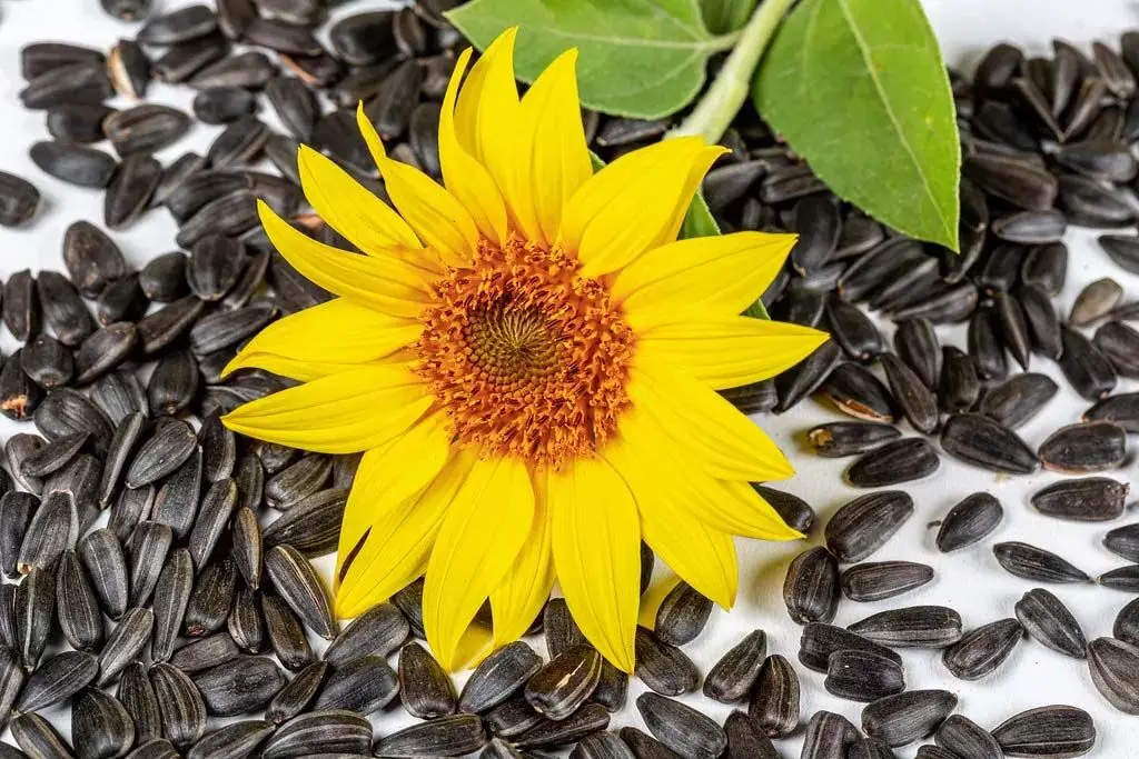Sunflower Seeds सेवन करने के जाने जबरदस्त फायदे
