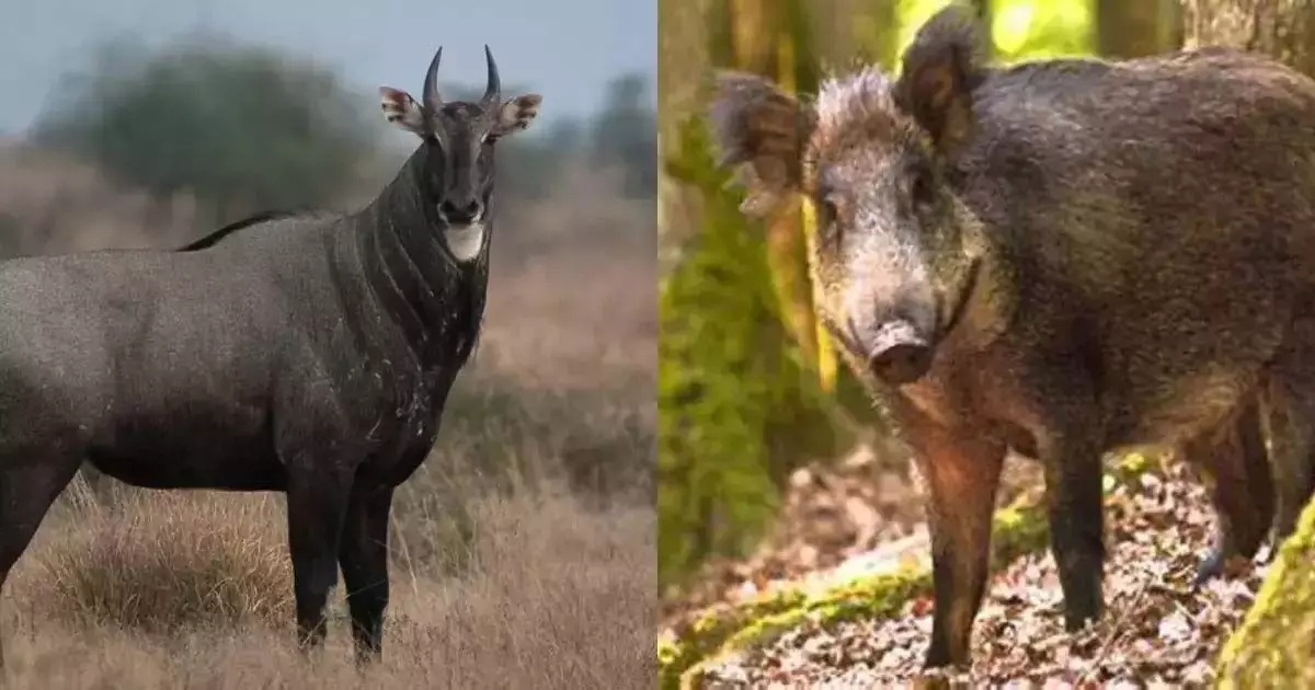 Bihar सरकार ने नीलगाय व जंगली सूअर को मारने की प्रदान की अनुमति