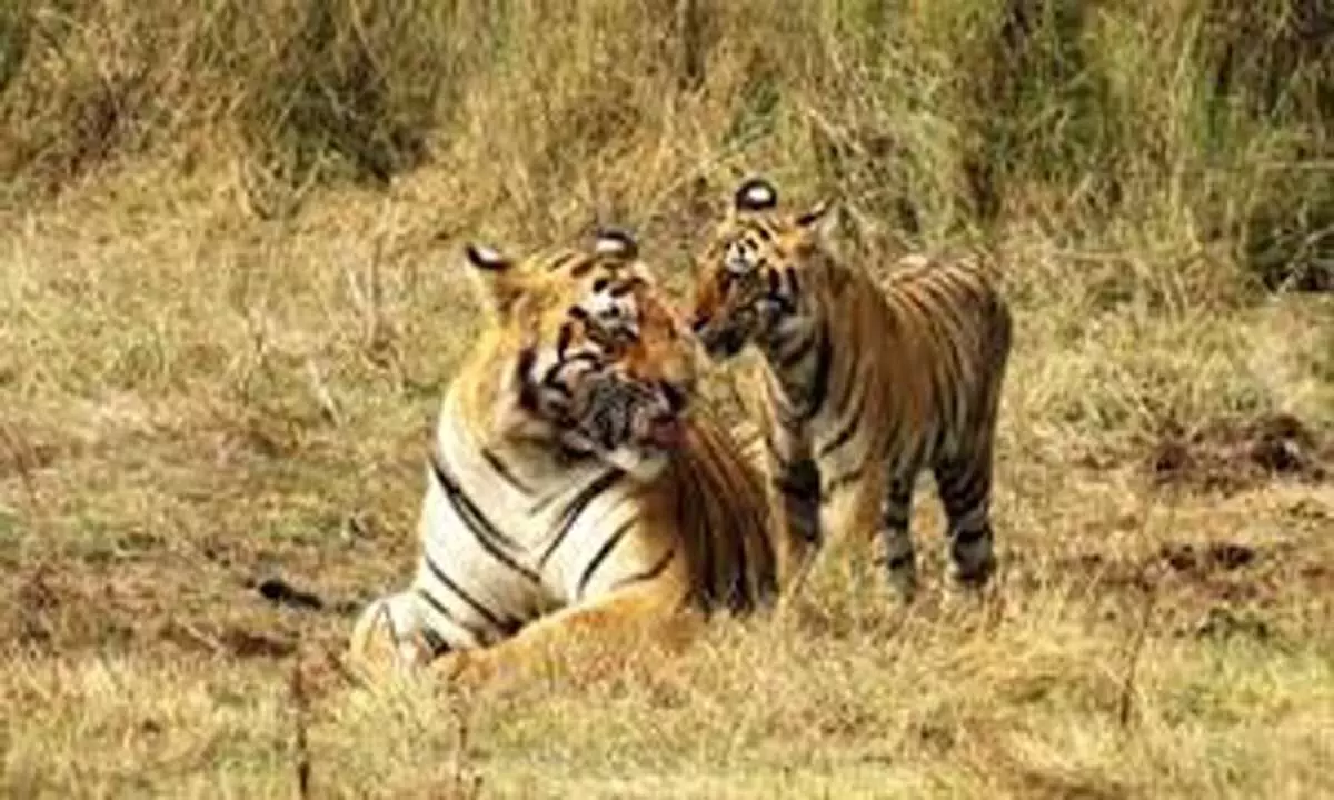 MP रिजर्व में बाघों की मौत में चिंताजनक वृद्धि देखी गई