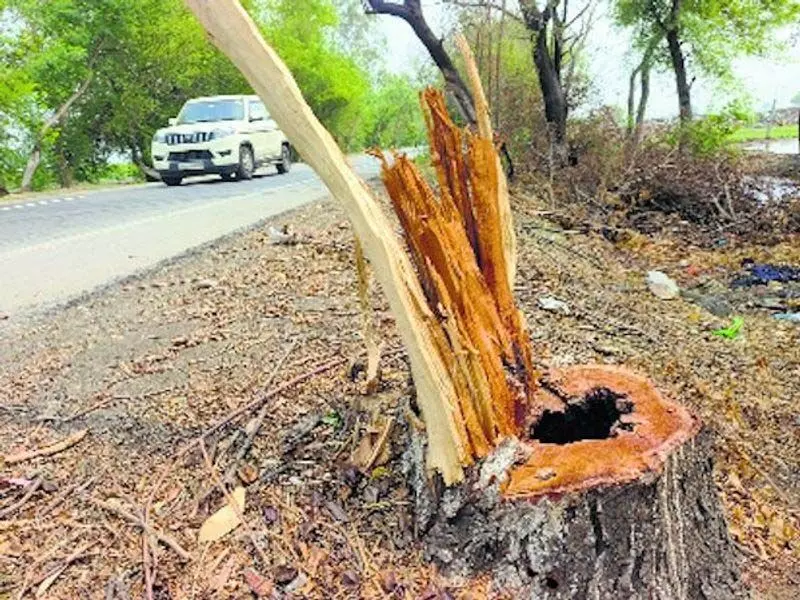 Patiala: सड़क परियोजना के लिए 7,392 पेड़ों को गिराने की योजना