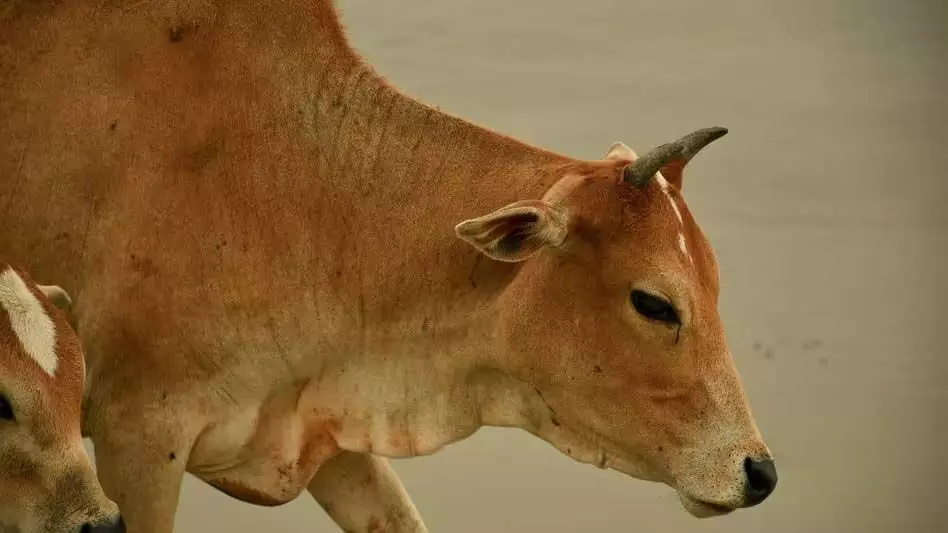 Goa: डूबती गाय के लिए सहारा बने तीन युवक