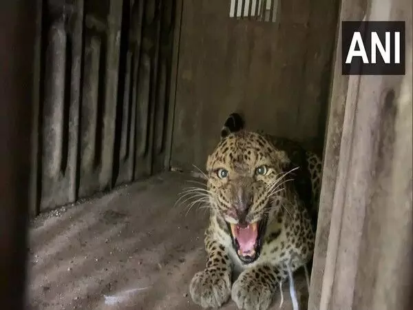 Pune: बढ़ते मानव-पशु संघर्ष के कारण 10 तेंदुओं को जुन्नार से गुजरात के जामनगर स्थानांतरित किया गया