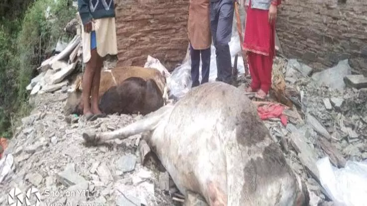 Pauri में भारी बारिश से 6 मवेशियों की मलबे में दबने से मौत
