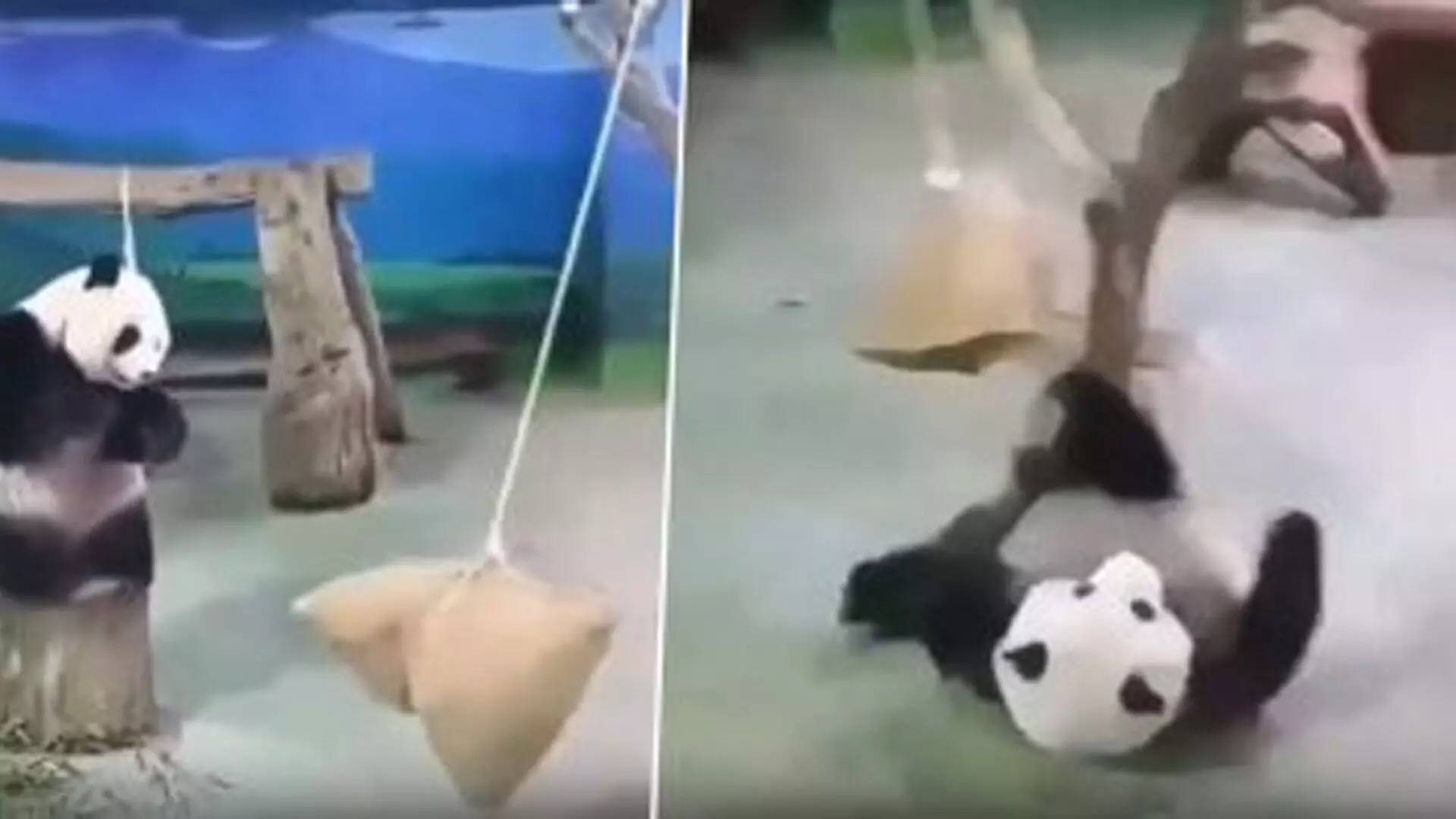 Viral Video: रस्सी पर लटके बोरे को लपकने की कोशिश करते समय धड़ाम से गिरा पांडा
