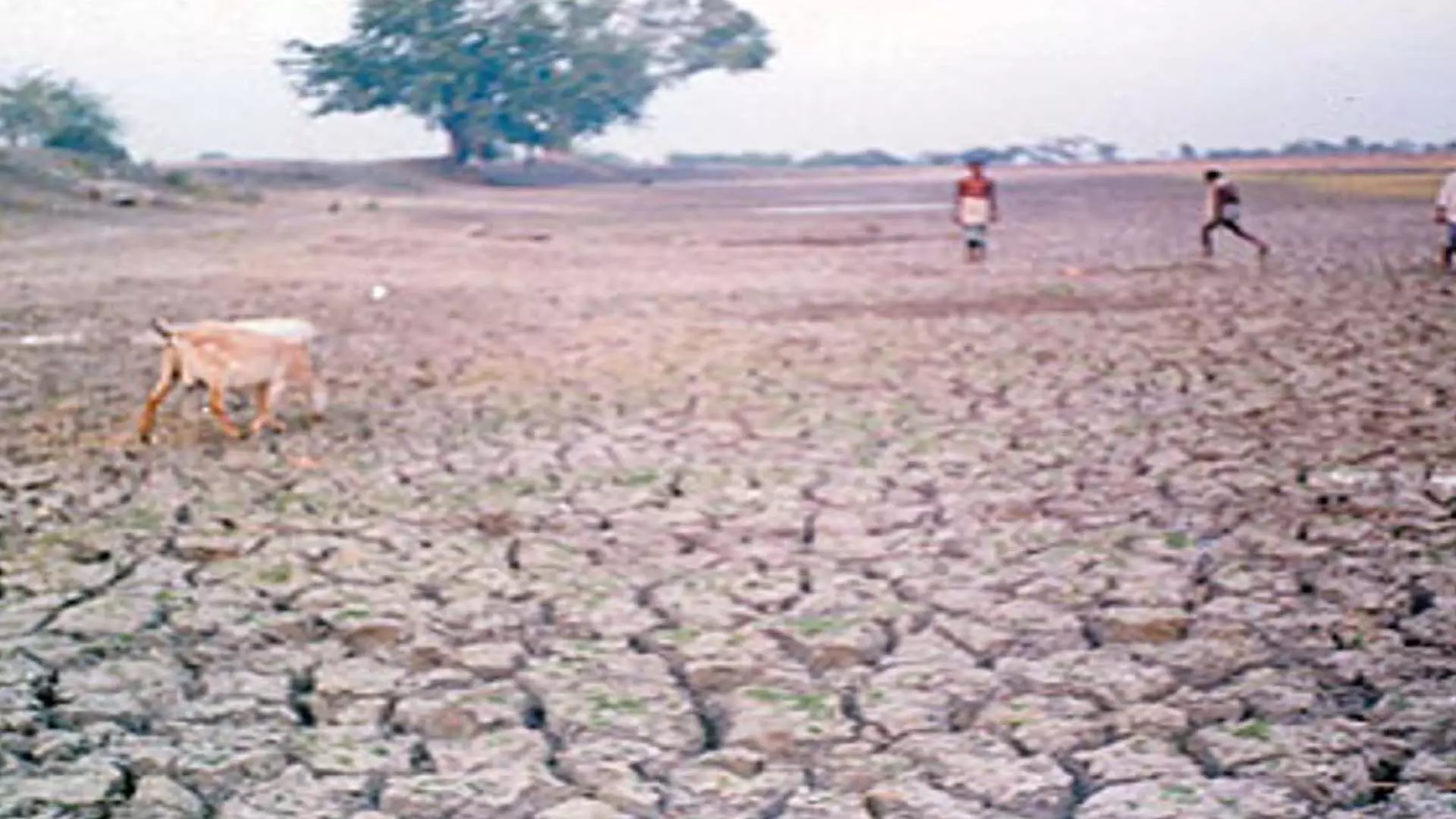 Sundargarh में बारिश की कमी से किसानों में सूखे का डर