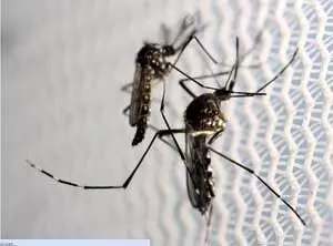 बिहार में डेंगू के मरीजों की बढ़ रही संख्या, हॉट स्पॉट पर कड़ी नजर