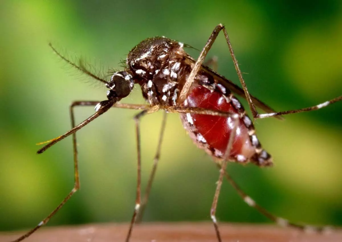 मच्छरों के खतरे से निपटने के लिए तैयार रहें: DPH से घरों तक