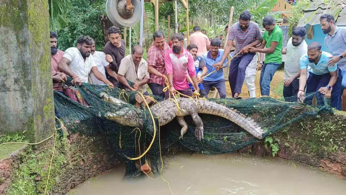 Nagaur में एक घर के कुएं में विशाल मगरमच्छ को कई ऑपरेशनों के जरिए पकड़ा