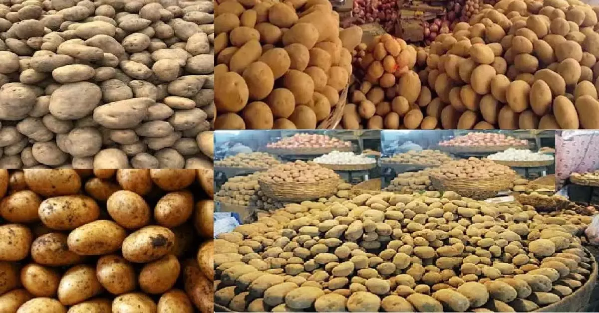 Odisha : आलू की कीमत 45 से 50 रुपये प्रति किलो पर अटकी, उपभोक्ता परेशान