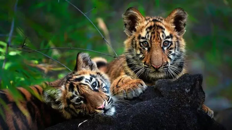 कर्नाटक समृद्ध जैव विविधता से बाघों की 2nd सबसे बड़ी आबादी का दावा