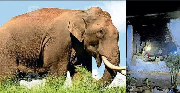 Chandil: जारी है दंतैल हाथी का कहर, दो मकान किया क्षतिग्रस्त