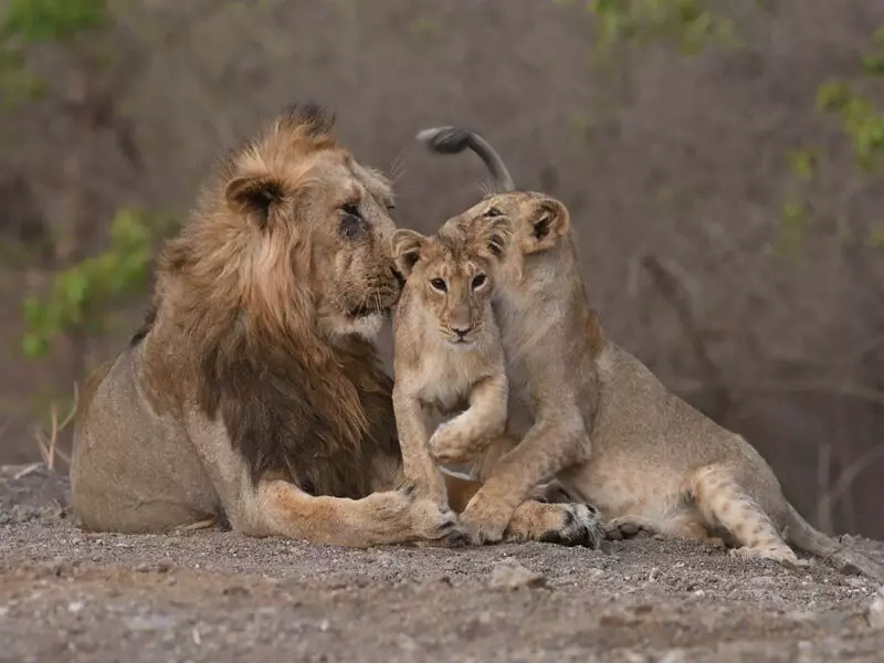 Udaipur चिड़ियाघर में पर्यटकों के लिए 14 जानवरों के साथ शेरों जोड़ा भी