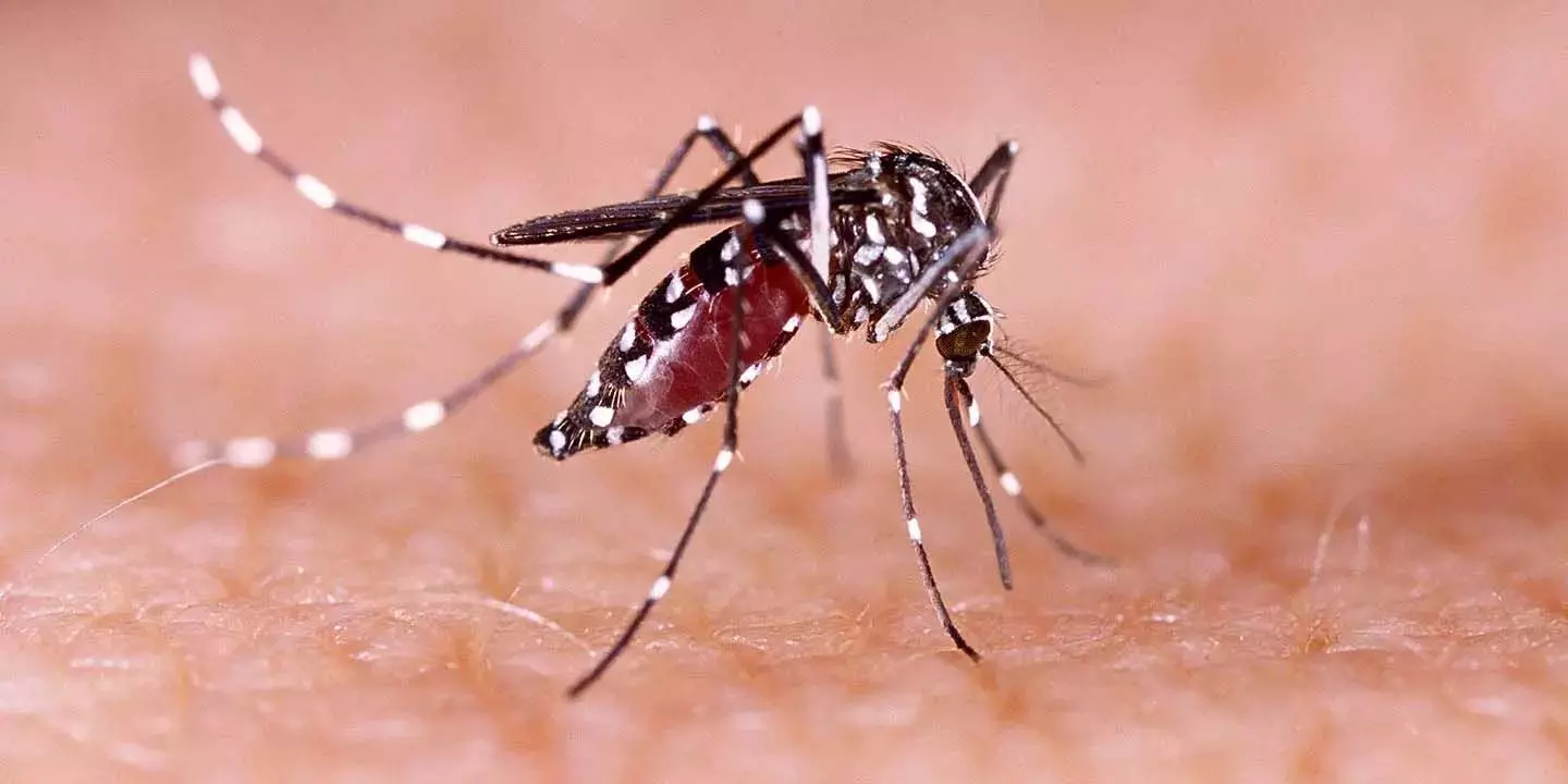 Dengue Fever कितना खतरनाक