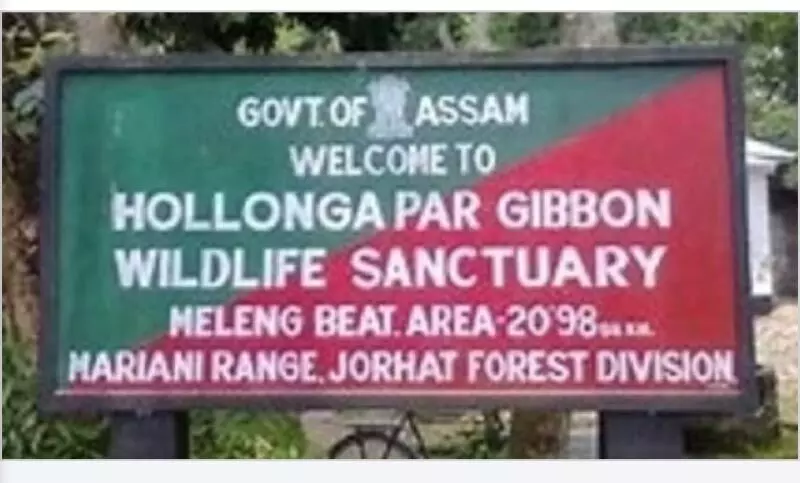 Assam : तेल की खुदाई से गिब्बन वन्यजीव अभयारण्य में लुप्तप्राय हूलॉक गिब्बन पर खतरा