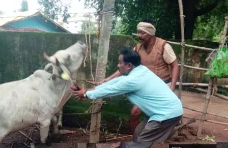 CG: दुबारा सड़क में मिले पशुओं के मालिकों से किया जा रहा जुर्माना वसूल