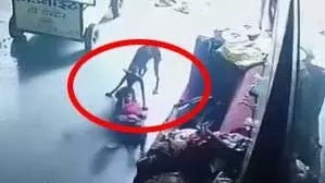 आवारा कुत्ते ने सोते हुए मासूम पर किया हमला, घटना CCTV में कैद, देखें