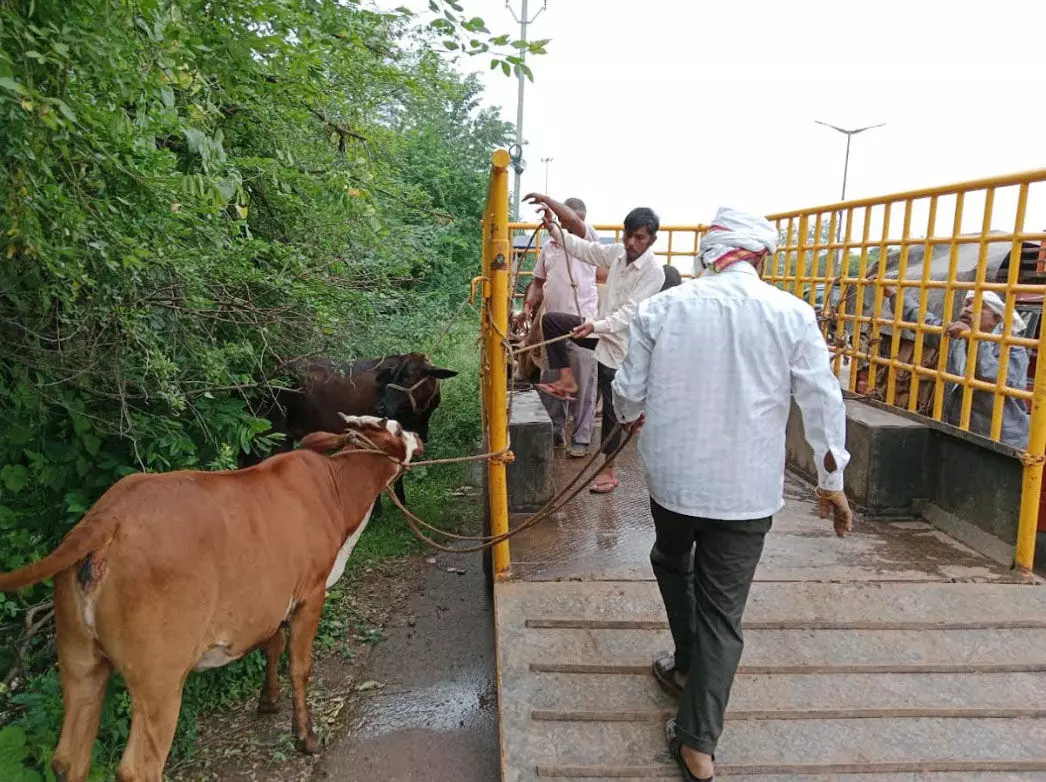 रेडियम स्टीकर लगाया जा रहा आवारा घूम रहे पशुओं में, निगम टीम सक्रिय