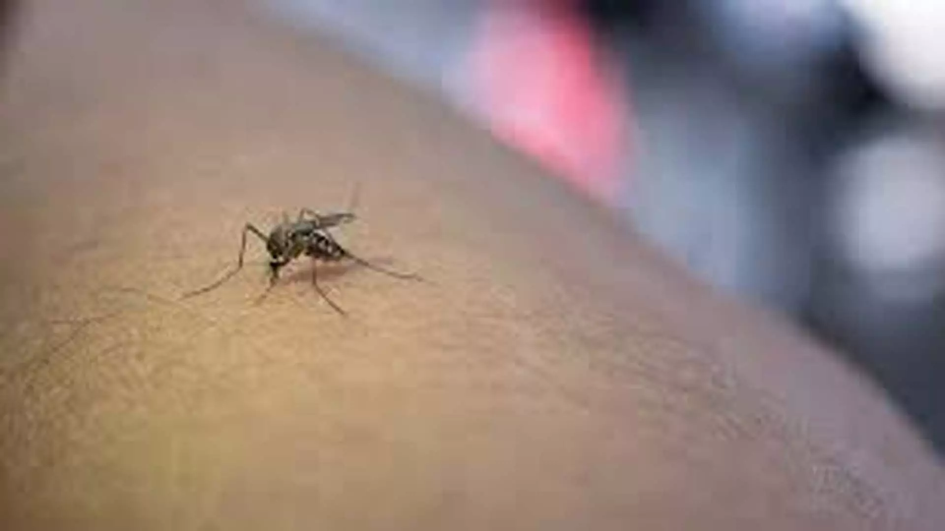 दक्षिणी Chennai में मच्छरों का खतरा बढ़ा