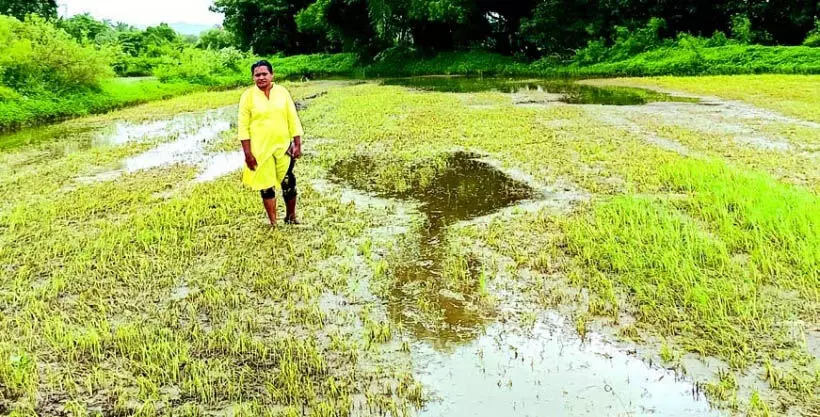 Sangolda, गुइरिम के किसानों ने कहा- बारिश ने फसल बर्बाद कर दी