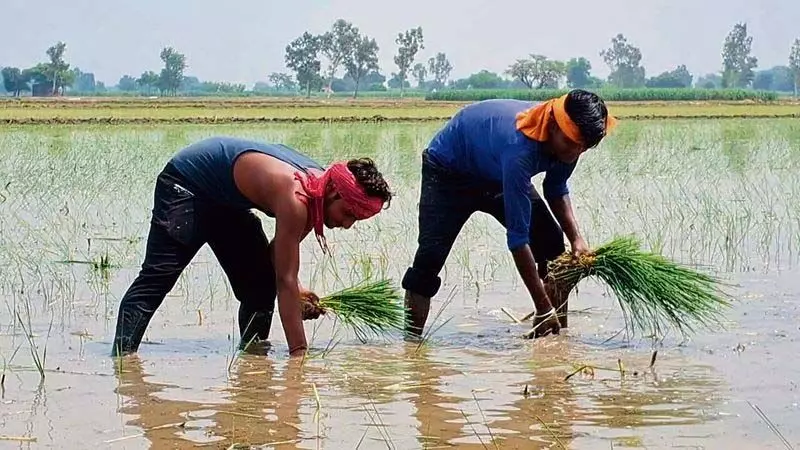 Haryana : बारिश के ताजा दौर ने धान उत्पादकों की उम्मीदों को फिर से जगा दिया