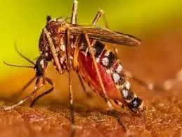 डेंगू के मामलों में भारी वृद्धि के बावजूद, SCB लार्वा-रोधी अभियान में पिछड़ा