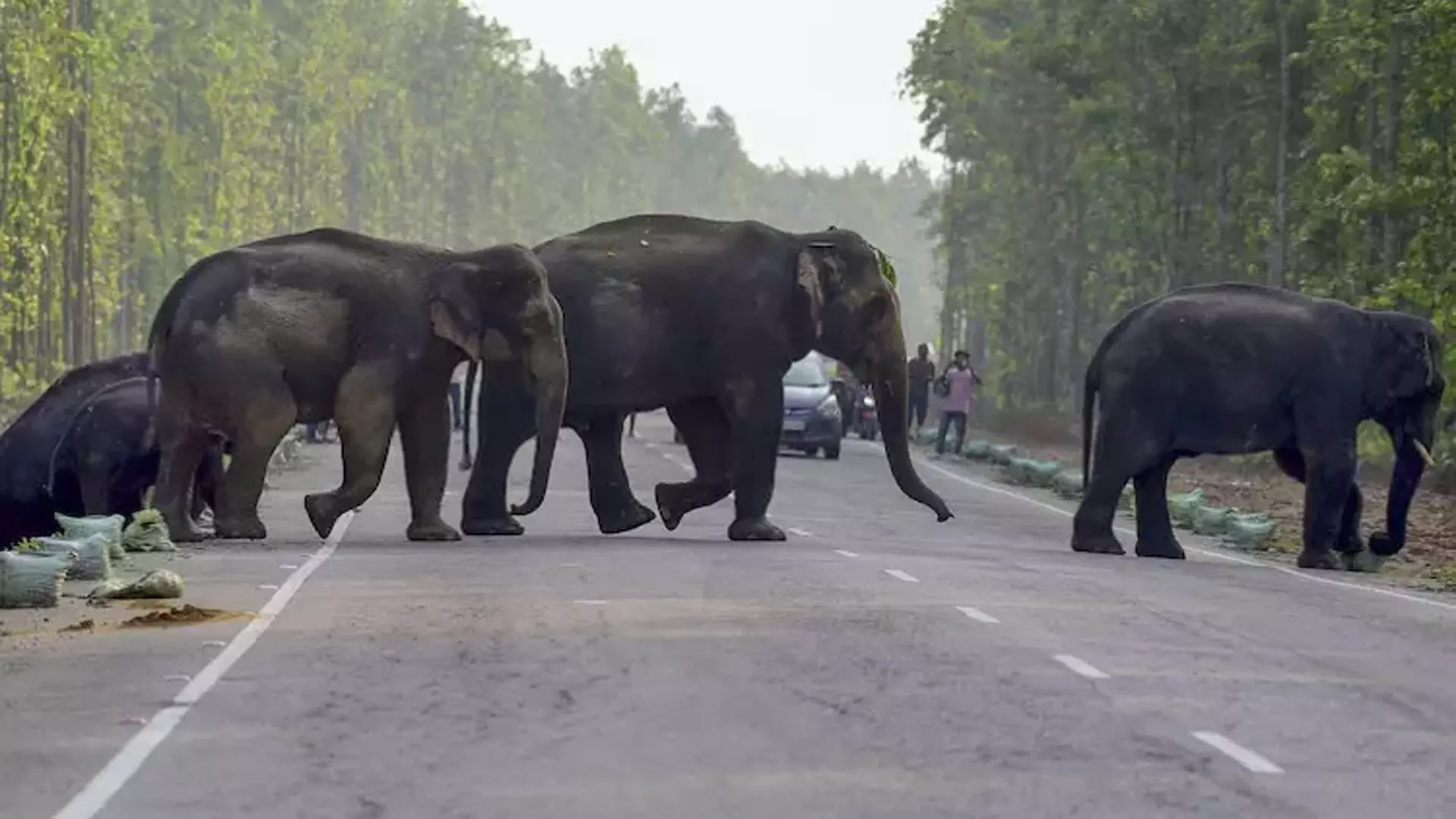 Tamil Nadu में जंगली हाथियों की आबादी में 100 की वृद्धि