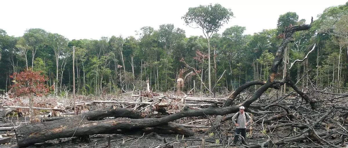 Amazon जंगल में भयंकर सूखा देखा गया
