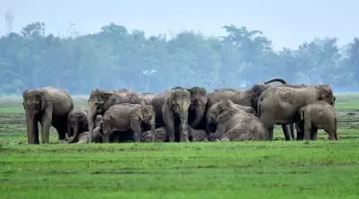 Tamil Nadu में हाथियों की आबादी पिछले साल से 100 बढ़ी