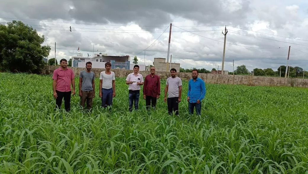 Dausa: कृषि अधिकारियों की टीम ने फील्ड भ्रमण कर फसलों में कीट-रोग प्रकोप का लिया जायजा