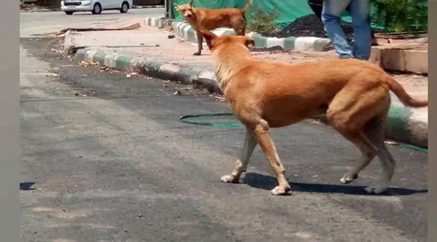 Karimnagar: आवारा कुत्तों के डरावने हमलों ने लोगों को घर में रहने पर मजबूर किया