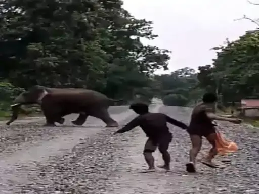 CG: लोगों ने हाथी को पत्थर से मारकर भगाया, Video हुआ वायरल