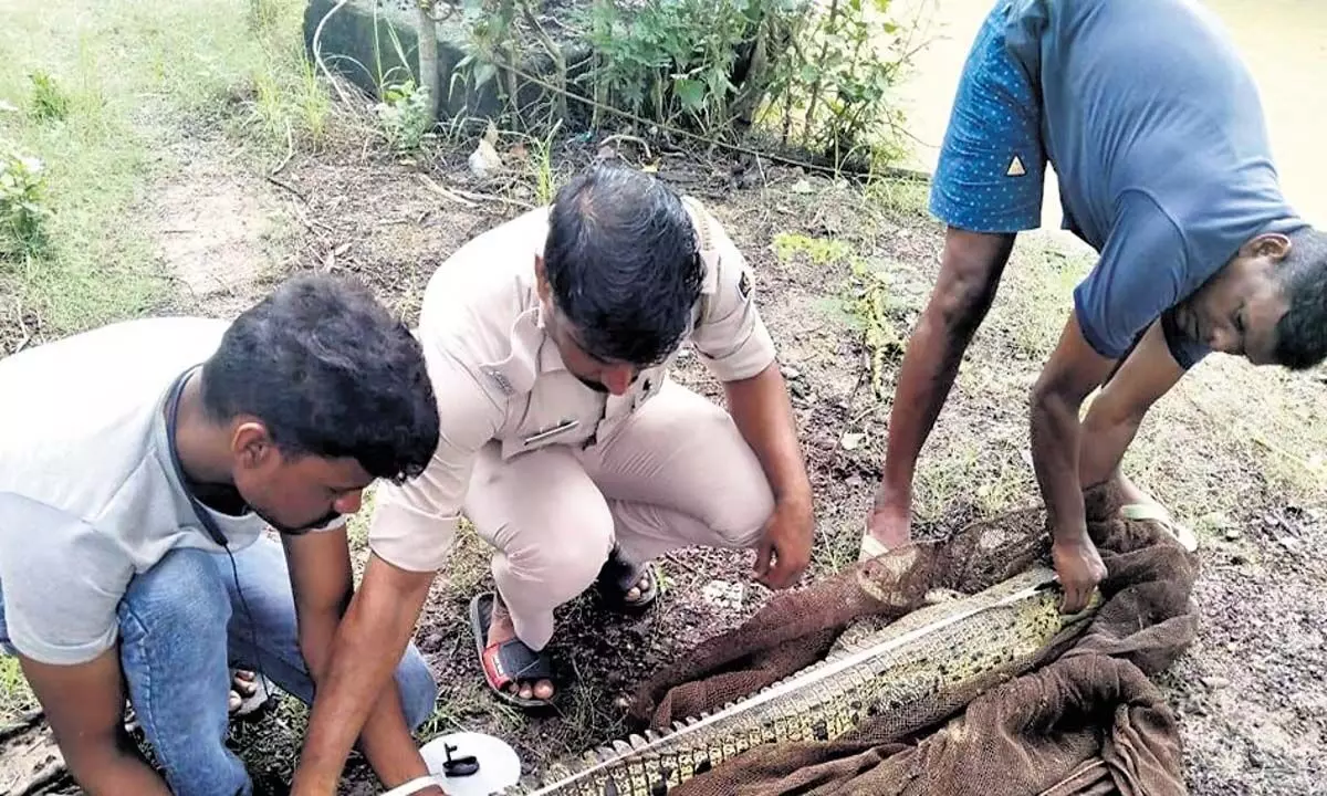 Odisha: वन अधिकारियों ने गांव के तालाब से खारे पानी के मगरमच्छ को बचाया