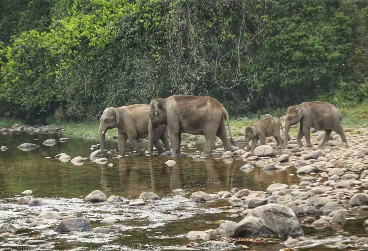 Tamil Nadu : तमिलनाडु में जंगली हाथियों की संख्या बढ़कर 3063 हो गई, लेकिन मानव-हाथी संघर्ष भी बढ़ रहा