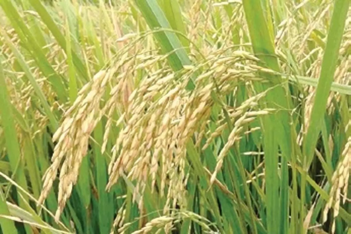 Odisha: किसानों द्वारा खुले बाजार से बीज खरीदने के कारण बीज प्रतिस्थापन दर में गिरावट