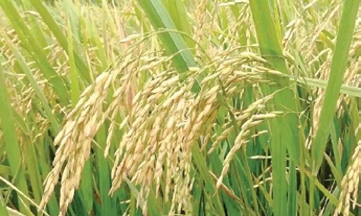 Odisha: किसानों द्वारा खुले बाजार से बीज खरीदने के कारण बीज प्रतिस्थापन दर में गिरावट