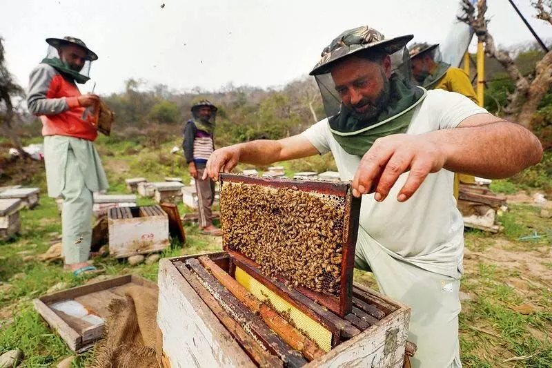 Punjab : शहद की कीमतों में गिरावट से मधुमक्खी पालकों को झटका