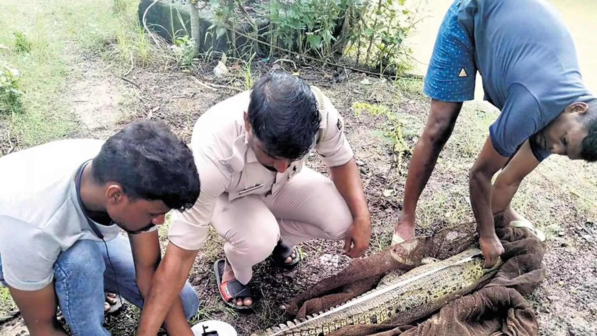 Odisha  एक गांव के तालाब से खारे पानी के मगरमच्छ को बचाया