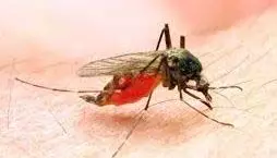 Keonjhar : आनंदपुर में फैला मलेरिया का प्रकोप