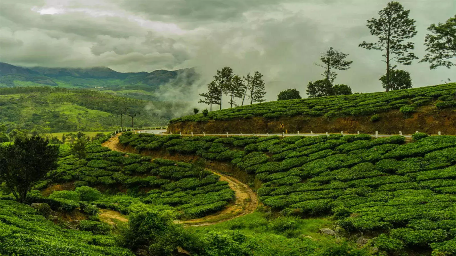 TMCO अनुसार विभिन्न चाय बागानों में गुणवत्ता को लेकर कार्रवाई