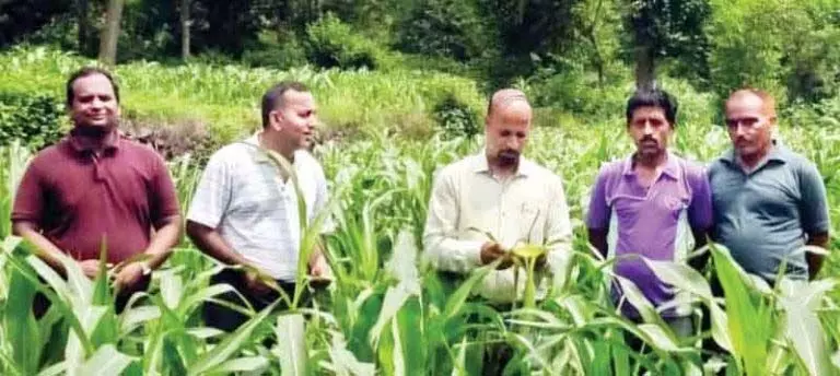 Corn पर फाल आर्मी वर्म का हमला