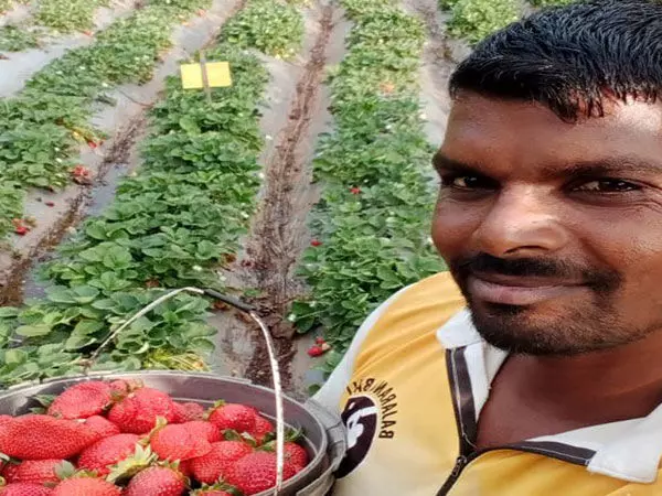 Dang को गुजरात का पूर्ण प्राकृतिक कृषि जिला घोषित किया गया, स्ट्रॉबेरी के 25000 पौधे लगाए गए